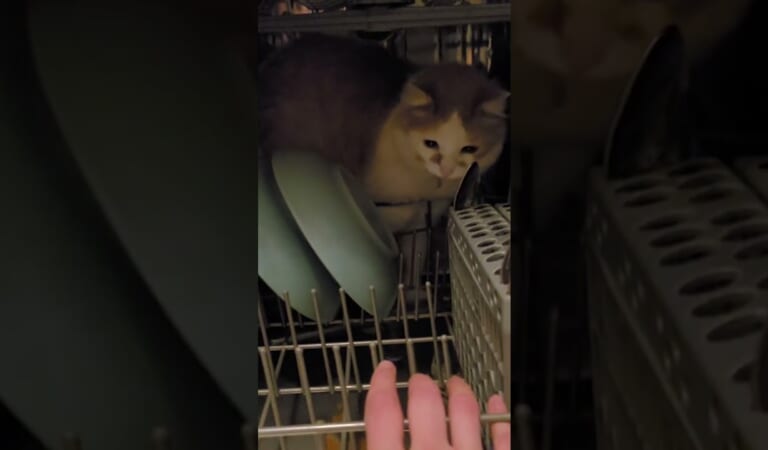 Cat Hides Inside Dishwasher
