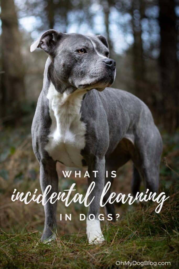 Incidental Learning in Dogs