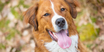Labernard (St Bernard Lab Mixed Dog Breed) Info, Pictures, Care & More
