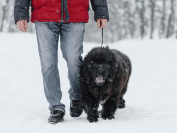 newfoundland dog walking in snow with owner