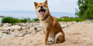 shiba inu dog sitting on the sand